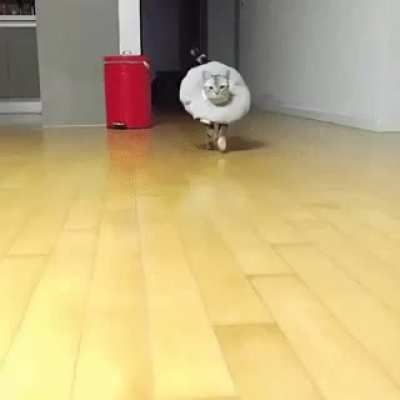 A true 'Cat' Walk. :)