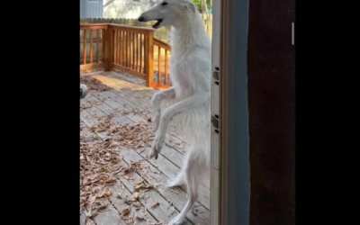 Bad doggo