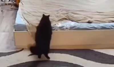 Mother Cat scolds kitten for messing up the bed and fixes it herself.