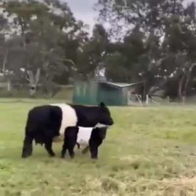 Calf and Cow