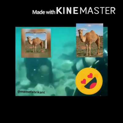 Hmdl 144p 1080p [halal 100% WORKIMG 2021] PUNJABI FREE CAMEL PETER GRIFFIN SECKS<wbr>😳ننين<wbr>ن ههههه<wbr>ههههه<wbr>ه