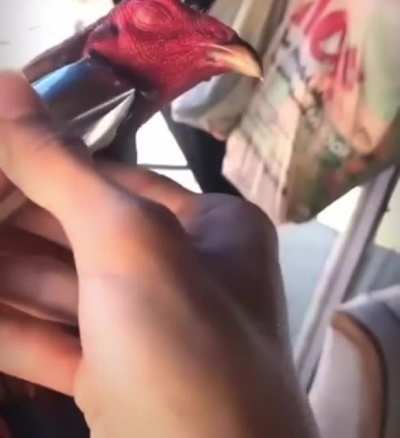 Blursed cock getting a shave.