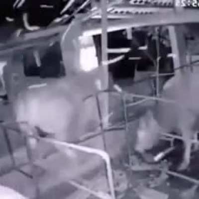 Flying cow