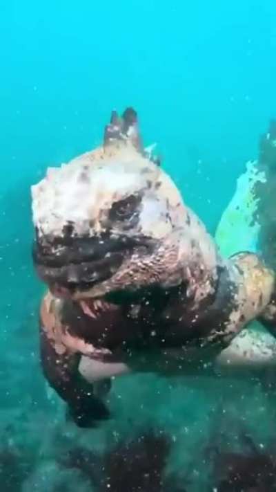 Marine Iguana - exclusive to the Galapagos