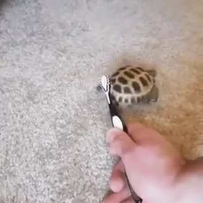 Turtle dancing to Blinding lights