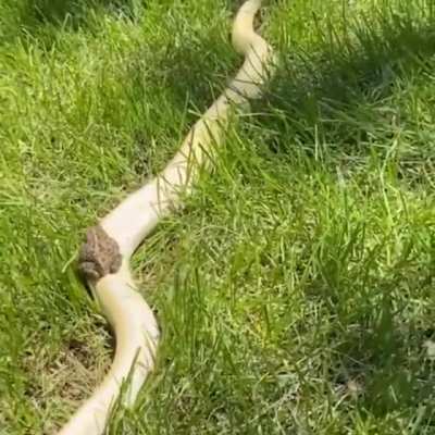 RIDE SNEK