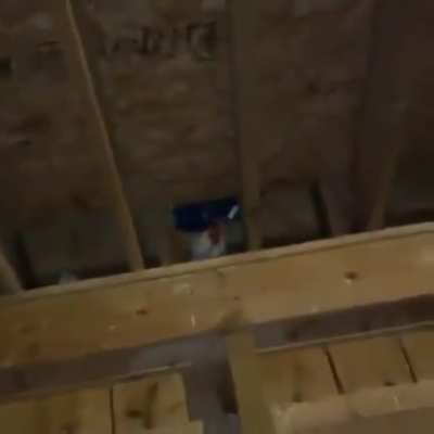 Um vídeo fofo para o Renan