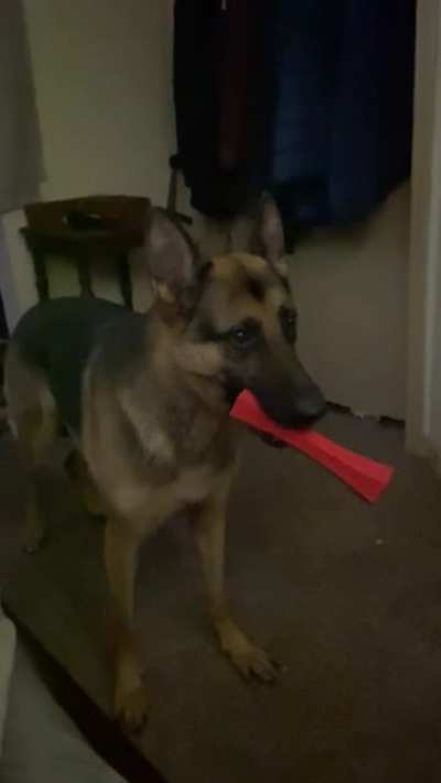 “Jim? AYYYYYYYYYYYYYY” my german Shepard wants to be a part of this scene every time.