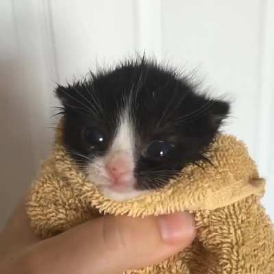 Illegally Smol Rawr