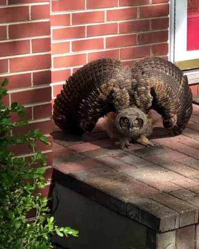You’re coming home and get greeted by this owl. What do you do?