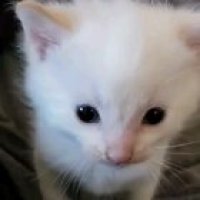 Cat go aaa