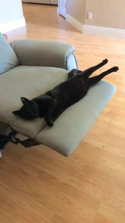 From abandoned cat To spoiled house panther. He’s the best baby.