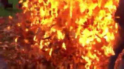 Burning leaves with gasoline WCGW?