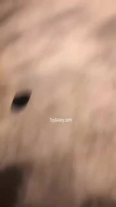 Rat vs human