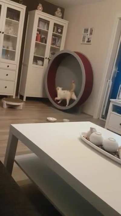 Walking + screaming = Screalking?