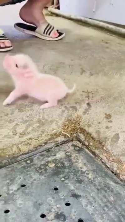 Feeding a tiny little piglet