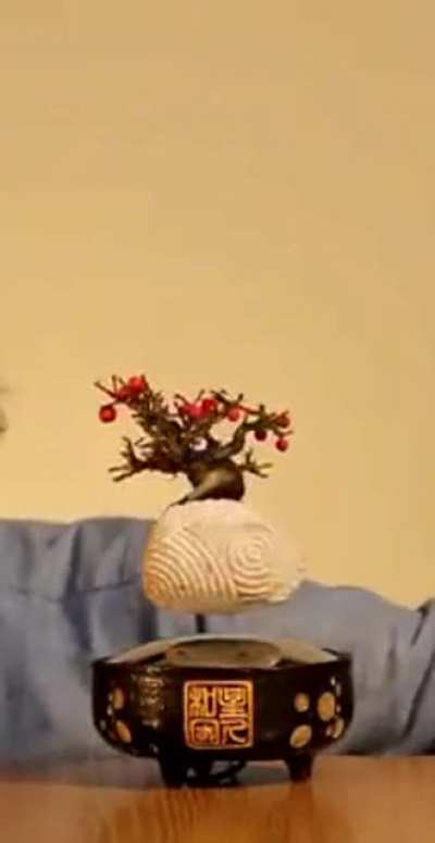 Floating bonsai by magnetism