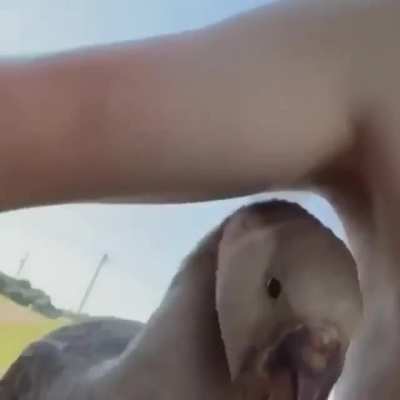 Duck nips at nip