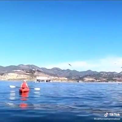 Whale, that sucks