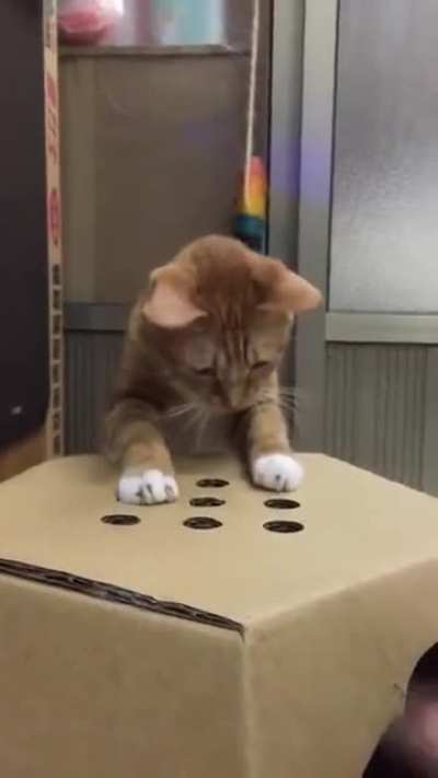 Котик играет с пальцем