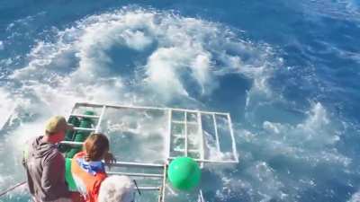 Shark Cage Breach