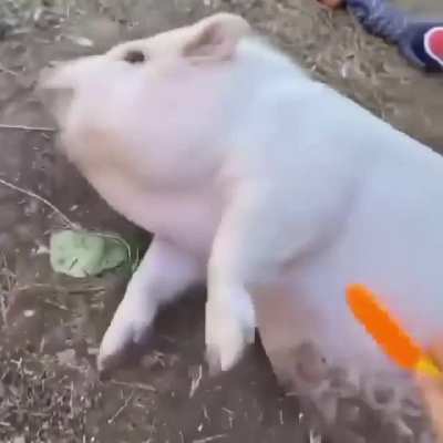 Chancho.