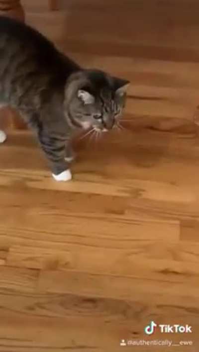 Cat does not like hoomans being quarantined (sorry if repost)