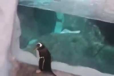 when a Formal Chicken doesnt know the water comes to an end