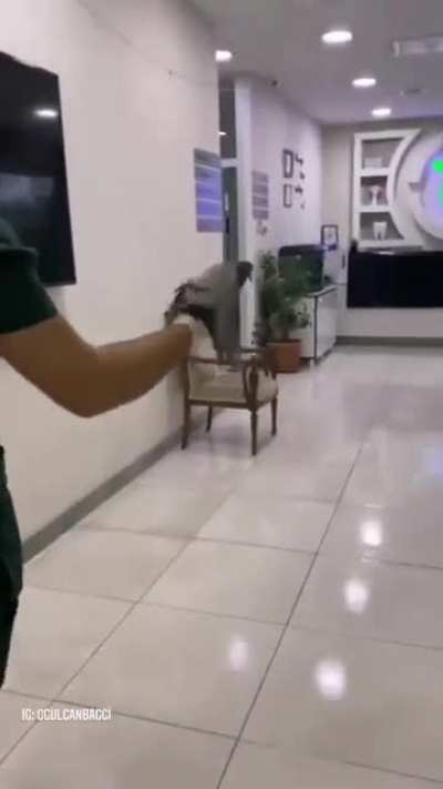 To save a pigeon