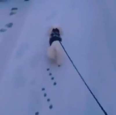 This little dogs paw prints