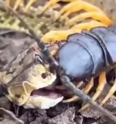 Nope ropes fighting