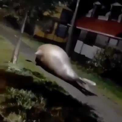 Can't be rude, gotta go to the party they invited