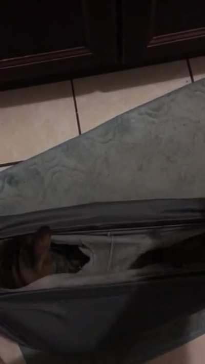 My cat, Azazel, claims my boxers as his domain.