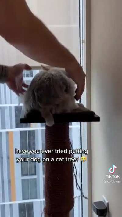 Dog: 