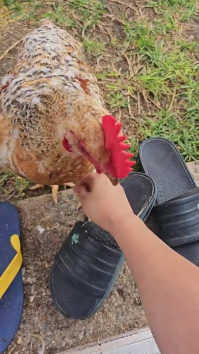 He want to mate with me or he just hate me?