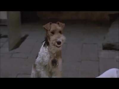 What the dog doin?