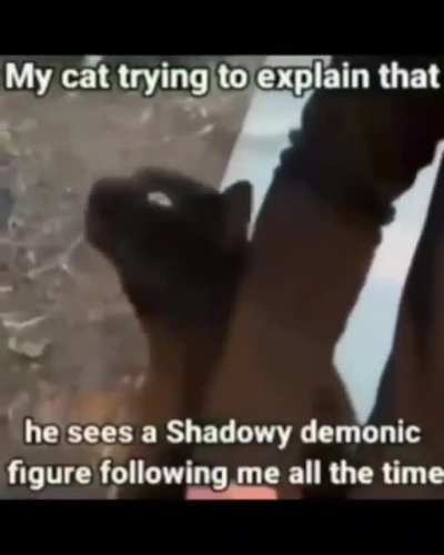 blursed_cat