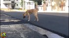 De ce nu are romania autostrazi