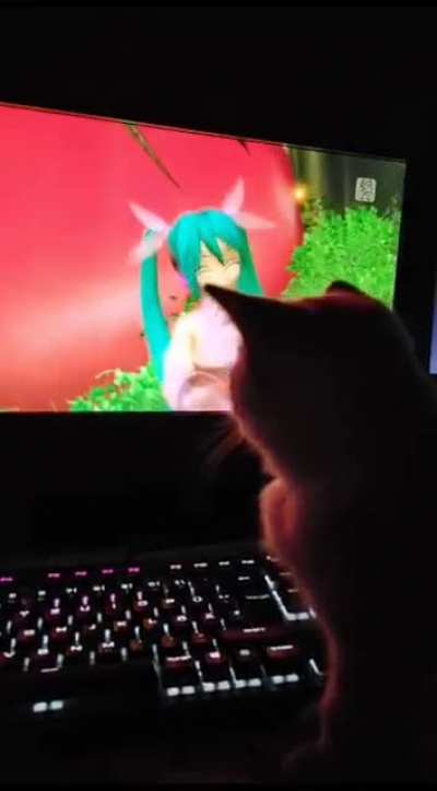 my kitty loves hatsune miku, when i turn it off he goes away