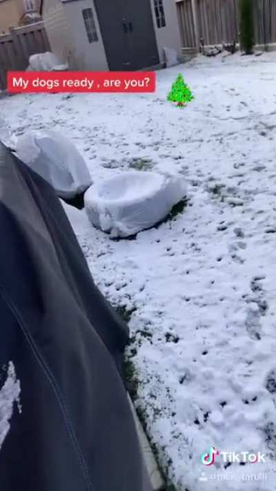 First snowfall of the year , my dog loves it.