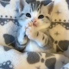 Little kittens 😊😊