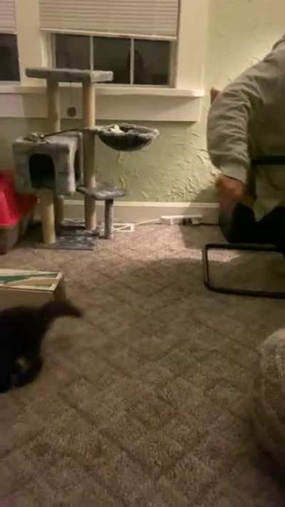 Gus Gus loves to play fetch! He squeaks every time we ask “Are you ready?”