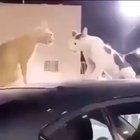 Cursed cat