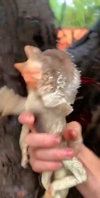Frilled lizard