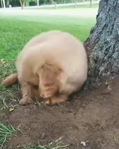 Клёвый собакен