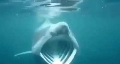 shark Pog