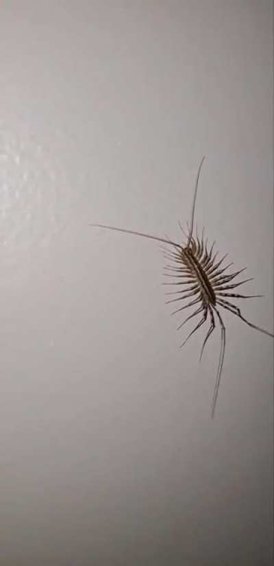 Bug