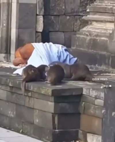 Otters messing with a homeless