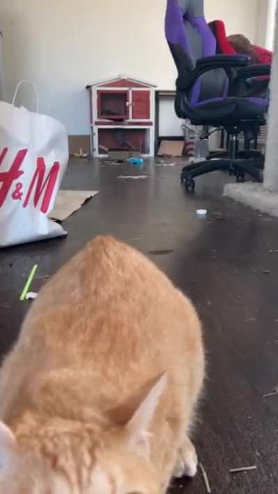 Cat: Acts shitty, knocks over trash, yells, then lashes out. Uncle Rico? More like Uncle Asshole.