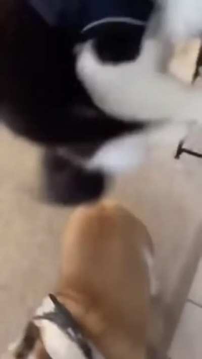 Boing boing boing